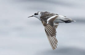 Red-necked Phalarope