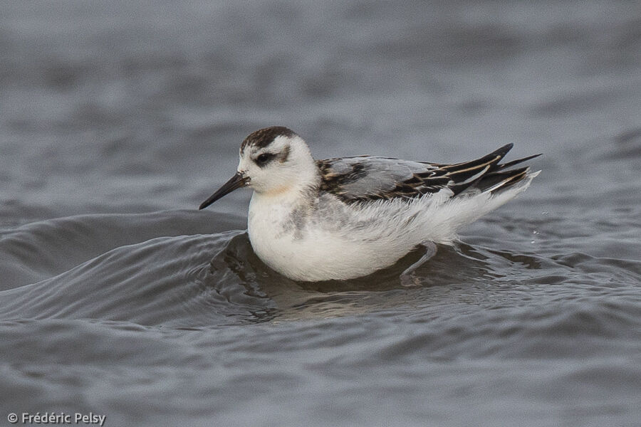 Phalarope à bec large1ère année