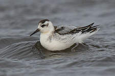 Phalarope à bec large