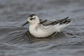 Red Phalarope