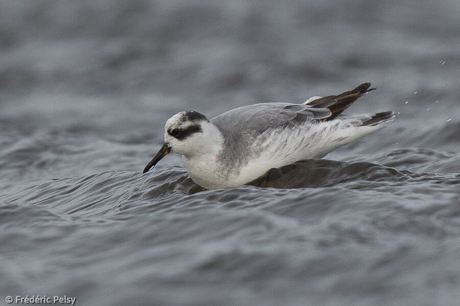 Phalarope à bec largeadulte internuptial