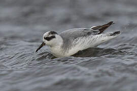 Phalarope à bec large