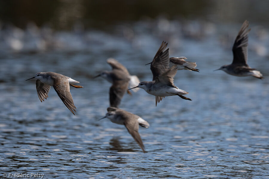 Wilson's Phalarope, Flight