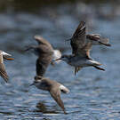 Phalarope de Wilson