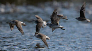 Wilson's Phalarope