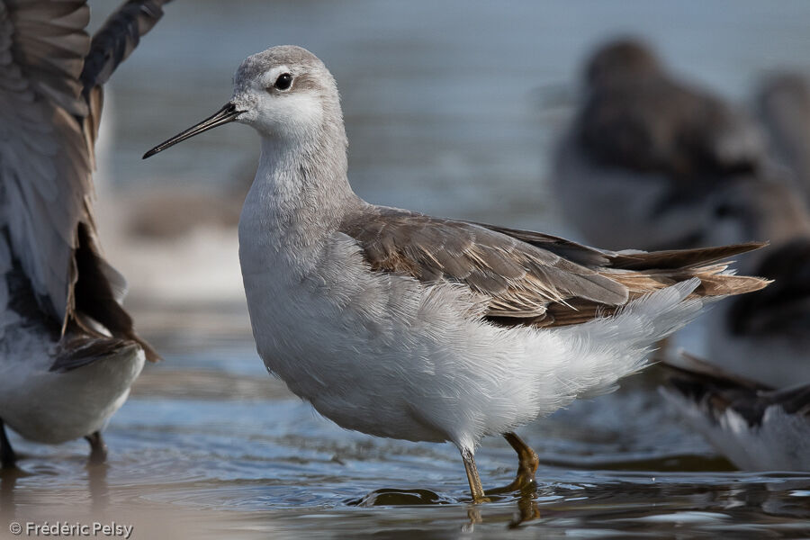 Phalarope de Wilson