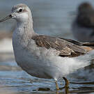 Phalarope de Wilson