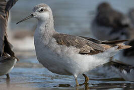 Wilson's Phalarope