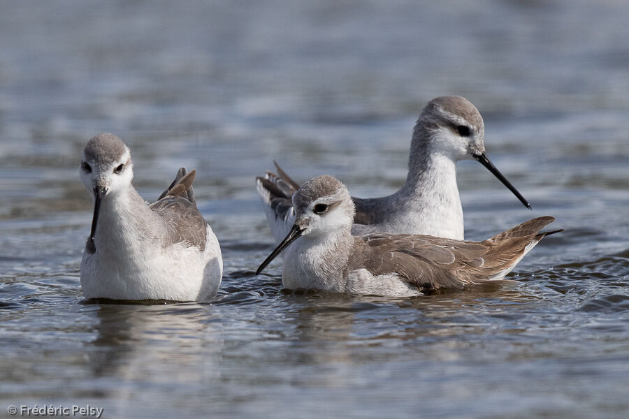 Phalarope de Wilson, mange