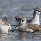 Phalarope de Wilson