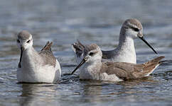 Phalarope de Wilson