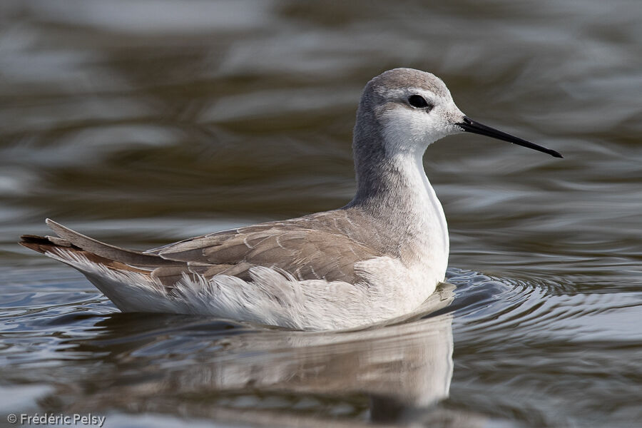 Phalarope de Wilson