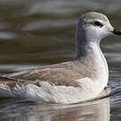 Phalarope de Wilson