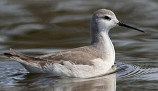 Wilson's Phalarope