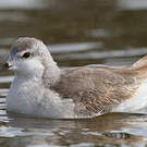 Phalarope de Wilson