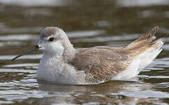 Phalarope de Wilson