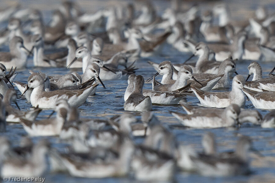 Phalarope de Wilson