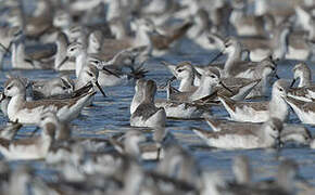 Phalarope de Wilson