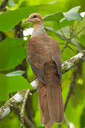 Amboyna Cuckoo-Dove