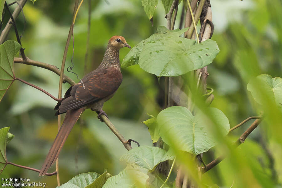 Amboyna Cuckoo-Doveadult, identification