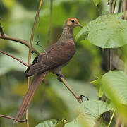 Amboyna Cuckoo-Dove