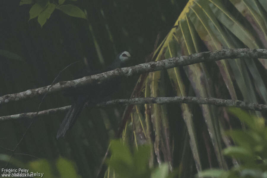 White-faced Cuckoo-Dove