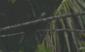 White-faced Cuckoo-Dove