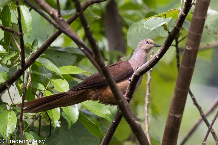 Sultan's Cuckoo-Dove