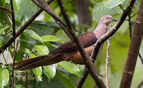 Sultan's Cuckoo-Dove