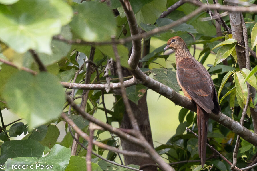 Sultan's Cuckoo-Dove