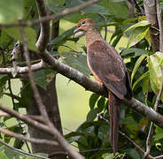 Sultan's Cuckoo-Dove