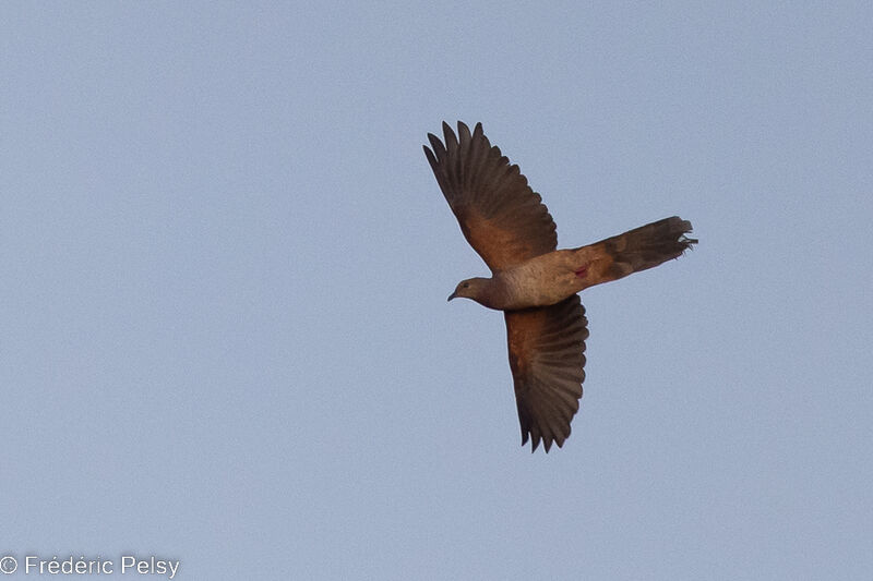Sultan's Cuckoo-Dove, Flight