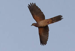 Sultan's Cuckoo-Dove