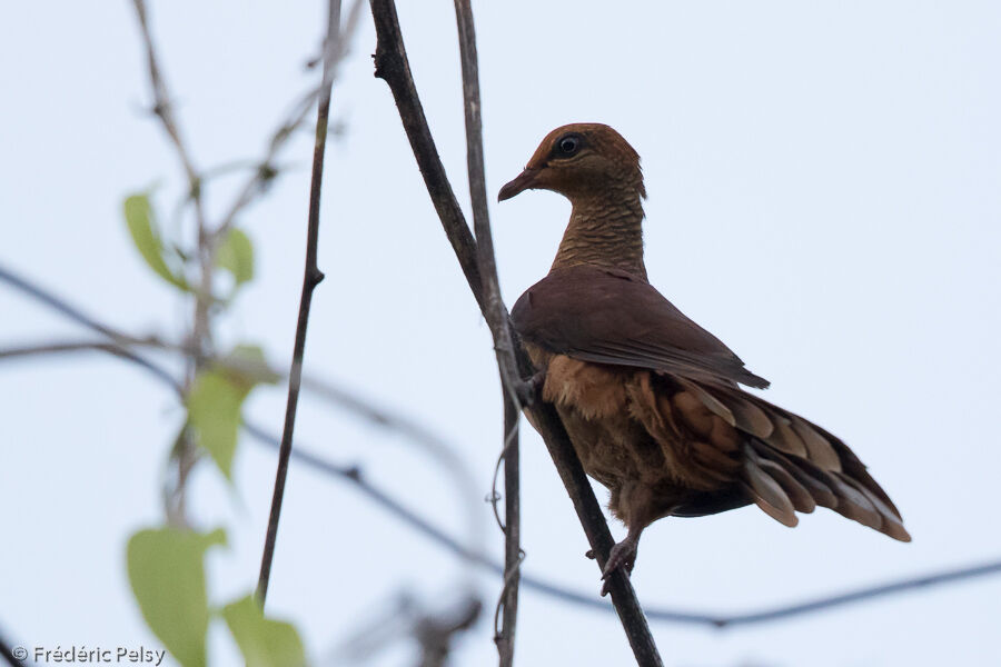 Sultan's Cuckoo-Dove