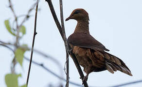 Sultan's Cuckoo-Dove