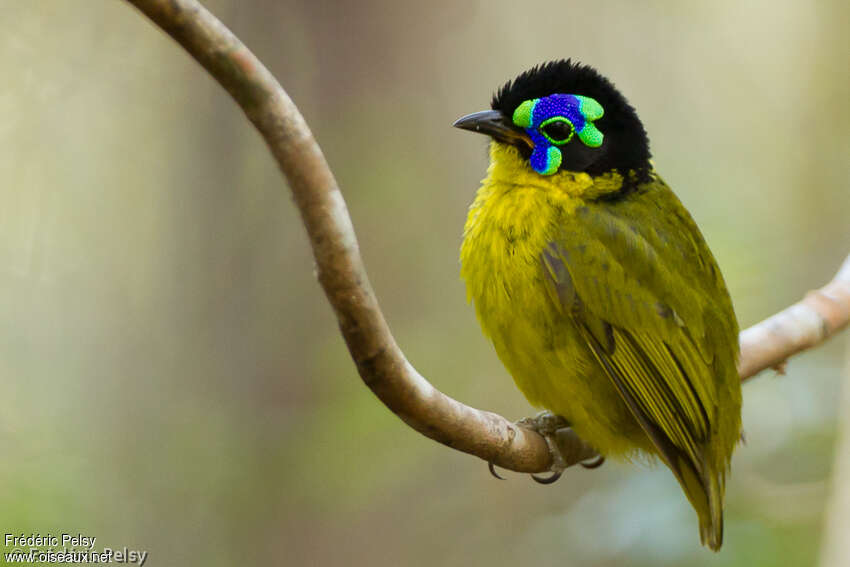 Schlegel's Asity male adult, identification