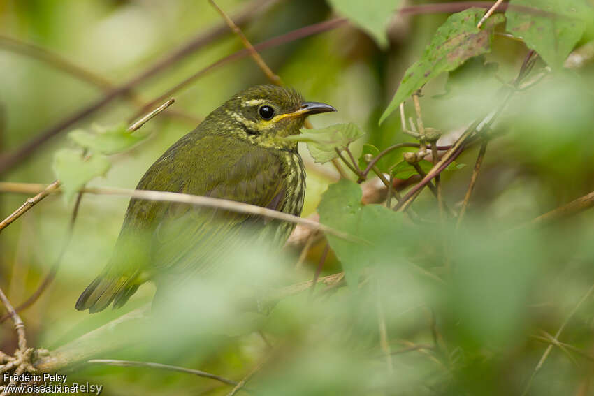 Philépitte veloutée femelle adulte, identification