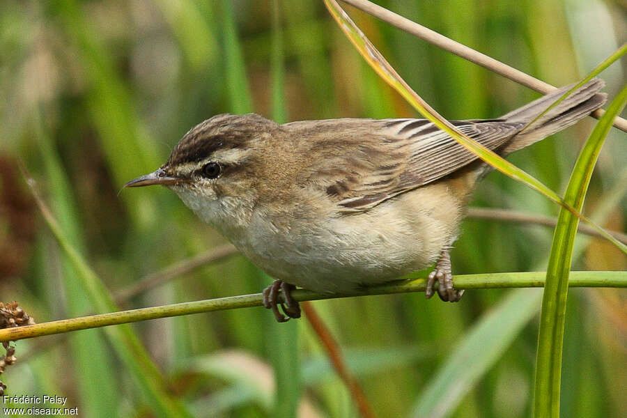 Phragmite des joncsadulte, identification