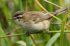 Sedge Warbler