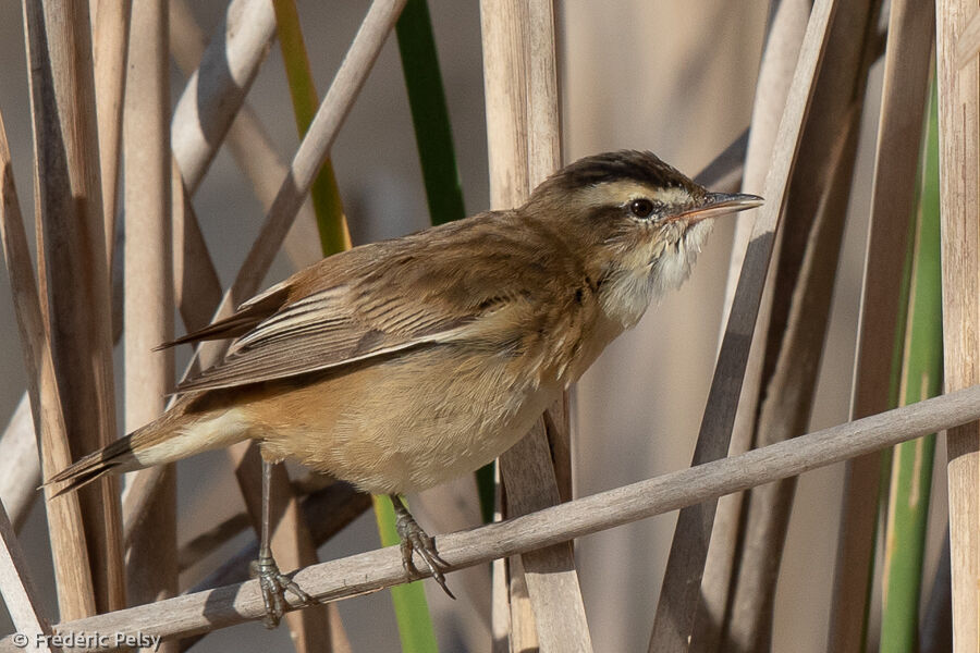 Sedge Warbler