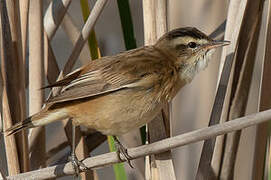 Sedge Warbler