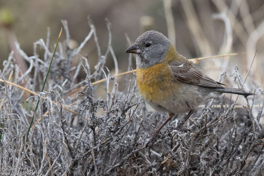 Grey-hooded Sierra Finch female adult, pigmentation