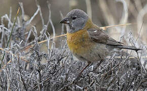 Grey-hooded Sierra Finch