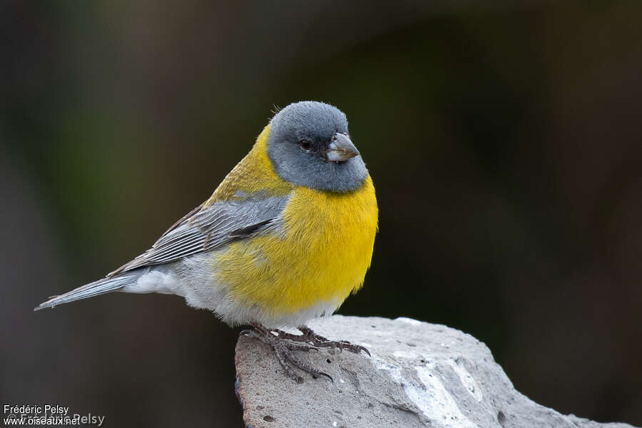 Grey-hooded Sierra Finch male adult, identification