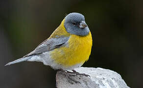 Grey-hooded Sierra Finch