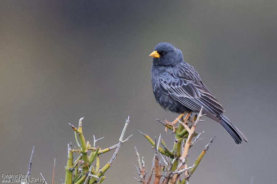 Carbonated Sierra Finch male adult, identification