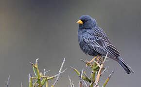 Carbonated Sierra Finch