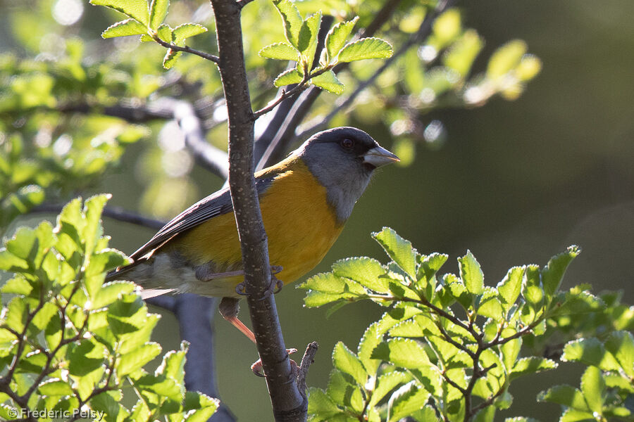 Patagonian Sierra Finch