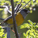 Phrygile de Patagonie