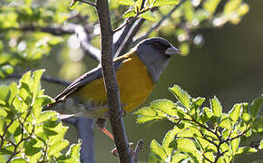 Patagonian Sierra Finch